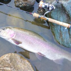 大型７本！ ～天竜川ルアーフライテンカラ専用区～
